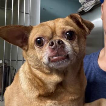 Chihuahua Dogs Available for Adoption in Venice, Florida - Coco Puff | PetCurious