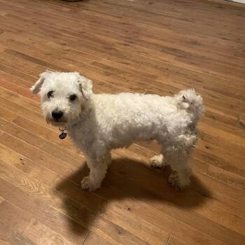 Banjo -  Bichon Frise and Maltese Dog for Adoption in Triana, Alabama - Banjo | PetCurious