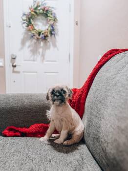 Merryweather -  Brussels Griffon Dog for Adoption in Goodyear, Arizona - Merryweather | PetCurious