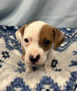 Croquette -  American Staffordshire Terrier and Catahoula Leopard Dog Dog for Adoption in Copiague, New York - Croquette | PetCurious
