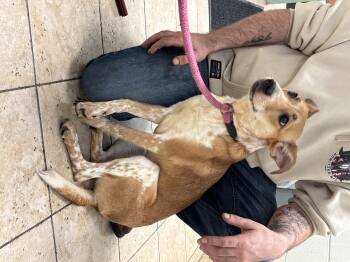 Courtesy Post. Please call the owner directly. -  Australian Cattle Dog Blue Heeler Dog for Adoption in Montrose, Colorado - Courtesy Post. Please Call The Owner Directly. | PetCurious