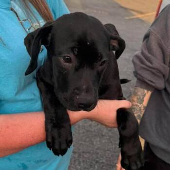 Lemonade -  Mixed Breed Dog for Adoption in Rockville, Maryland - Lemonade | PetCurious