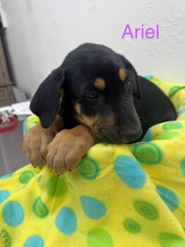 Rescue German Shepherd Dog and Doberman Pinscher Dogs for Adoption in Sonora, California - Ariel | PetCurious