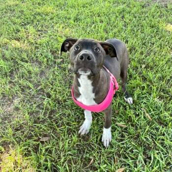 Rescue Terrier Dogs for Adoption in Carencro, Louisiana - Lotto | PetCurious