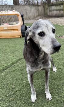 Labrador Retriever Dogs Available for Adoption - Toby | PetCurious