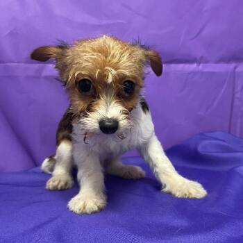 Terrier and Mixed Breed Dogs Available for Adoption - Pringles | PetCurious
