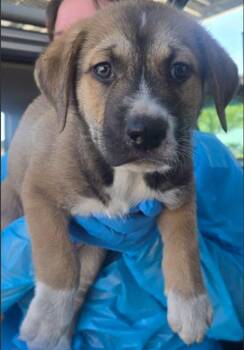 Cory -  Shepherd Dog for Adoption in Vancouver, Washington - Cory | PetCurious