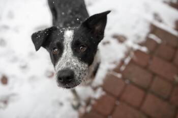 Winston -  Australian Cattle Dog Blue Heeler Dog for Adoption in Boiling Springs, Pennsylvania - Winston | PetCurious