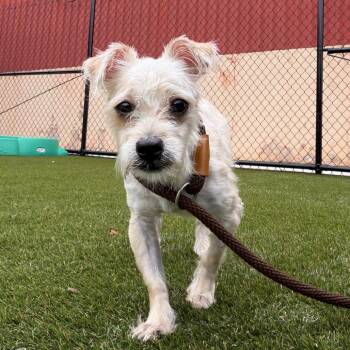 Opal -  Mixed Breed Dog for Adoption in Philadelphia, Pennsylvania - Opal | PetCurious