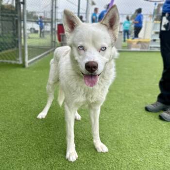 BELUGA -  Siberian Husky and Mixed Breed Dog for Adoption in Camarillo, California - BELUGA | PetCurious