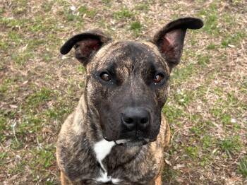 Pit Bull Terrier and Shepherd Dogs Available for Adoption - Rex | PetCurious