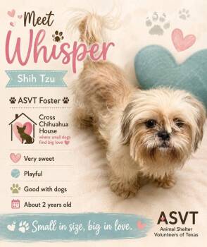 Whisper -  Shih Tzu Dog for Adoption in Montgomery, Texas - Whisper | PetCurious