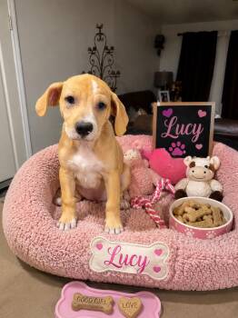 Lucy -  Beagle Dog for Adoption in San Tan Valley, Arizona - Lucy | PetCurious
