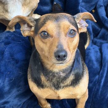 Rocco -  Miniature Pinscher Dog for Adoption in Columbia, South Carolina - Rocco | PetCurious