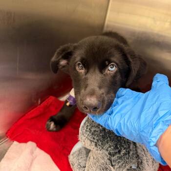 Siberian Husky Dogs Available for Adoption - Strelka | PetCurious