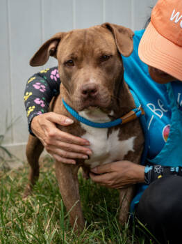 Rescue Mixed Breed Dogs for Adoption in Atlanta, Georgia - Sire | PetCurious