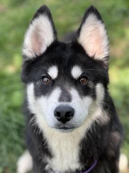 Husky Dogs Available for Adoption in Monroe, Ohio - Enzo | PetCurious