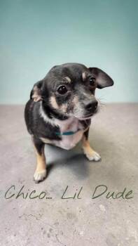 Slim Shady and Chico -  Chihuahua Dog for Adoption in Tulsa, Oklahoma - Slim Shady And Chico | PetCurious