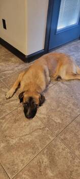 Rescue German Shepherd Dog Dogs for Adoption in Noble, Oklahoma - Milo | PetCurious