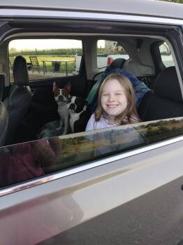 Boston Terrier Dogs Available for Adoption in Maryville, Tennessee - Hopper Brown-4601 Sparta, TN | PetCurious