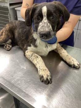 Terrier Dogs Available for Adoption in Athens, Tennessee - Ginger | PetCurious