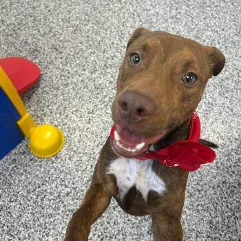 Jason Statham -  Pit Bull Terrier Dog for Adoption in Martinez, California - Jason Statham | PetCurious