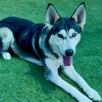Shadow A2279424 -  Siberian Husky Dog for Adoption in Los Angeles, California - Shadow A2279424 | PetCurious