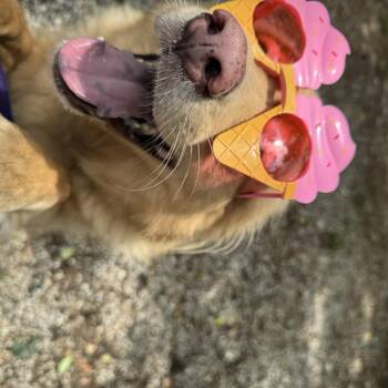 Grace -  Golden Retriever Dog for Adoption in Mobile, Alabama - Grace | PetCurious