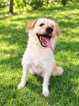 Felix -  Mixed Breed Dog for Adoption in Markham, Ontario - Felix | PetCurious