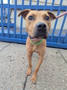 Rescue Mixed Breed Dogs for Adoption in Cincinnati, Ohio - Garden Gnome | PetCurious