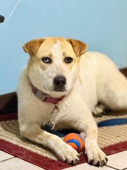 Mango -  Australian Cattle Dog Blue Heeler and Husky Dog for Adoption in Du Quoin, Illinois - Mango | PetCurious