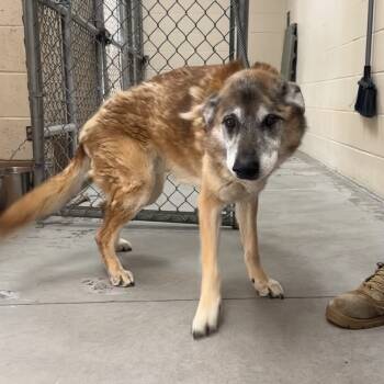 Rescue German Shepherd Dog Dogs for Adoption in Reno, Nevada - Conrad | PetCurious