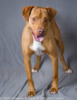 Rescue Hound Dogs for Adoption in Montour Falls, New York - Cannon | PetCurious