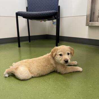 Ethel -  Mixed Breed Dog for Adoption in Saskatoon, Saskatchewan - Ethel | PetCurious