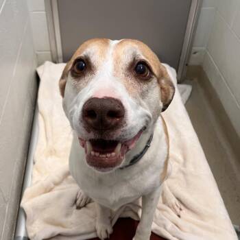 Hoppi -  Hound Dog for Adoption in Marshall, Virginia - Hoppi | PetCurious