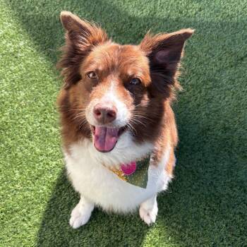 Ginger -  Border Collie Dog for Adoption in Ottawa, Kansas - Ginger | PetCurious