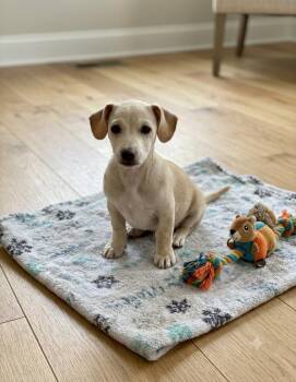 **WADLEY** -  Dachshund and Chihuahua Dog for Adoption in North Prairie, Wisconsin - **WADLEY** | PetCurious