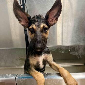 Bass -  Shepherd Dog for Adoption in Traverse City, Michigan - Bass | PetCurious