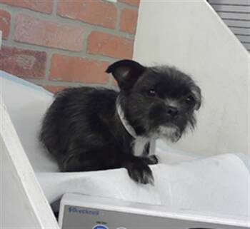 Pug and Mixed Breed Dogs Available for Adoption - A2063293 | PetCurious