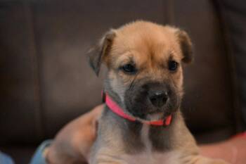 Olympia -  Labrador Retriever and Shepherd Dog for Adoption in Holly Springs, North Carolina - Olympia | PetCurious