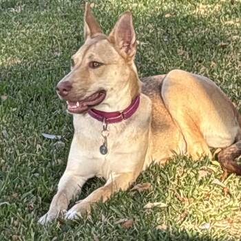 Rescue German Shepherd Dog Dogs for Adoption in Sugar Land, Texas - Ladybug | PetCurious