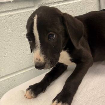 Samson -  Mixed Breed Dog for Adoption in Chattanooga, Tennessee - Samson | PetCurious