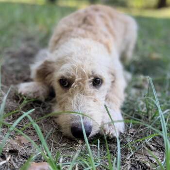 Fern -  Poodle and Mixed Breed Dog for Adoption in Daphne, Alabama - Fern | PetCurious