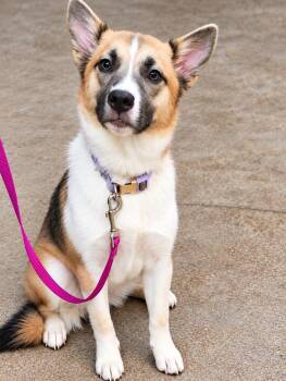 Sadie Bug -  Husky and Mixed Breed Dog for Adoption in Brownwood, Texas - Sadie Bug | PetCurious