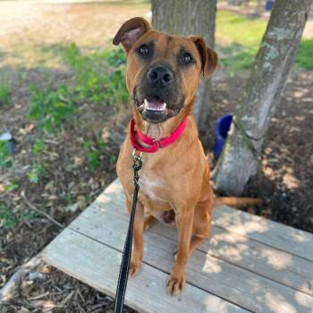Lucas -  Pit Bull Terrier and Shiba Inu Dog for Adoption in Center Point, Texas - Lucas | PetCurious