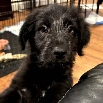 Poodle and Mixed Breed Dogs Available for Adoption in Eastford, Connecticut - CT Patriot Avail May 31 | PetCurious