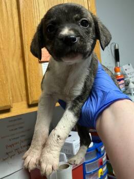 Rescue Mixed Breed Dogs for Adoption in Lockhart, Texas - Meadow | PetCurious