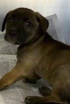 A255602 -  Pit Bull Terrier and Mixed Breed Dog for Adoption in Visalia, California - A255602 | PetCurious