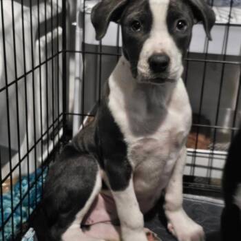 Dove -  Pit Bull Terrier Dog for Adoption in Salisbury, Maryland - Dove | PetCurious