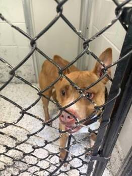 Harper -  Mixed Breed Dog for Adoption in West Chester, Pennsylvania - Harper | PetCurious